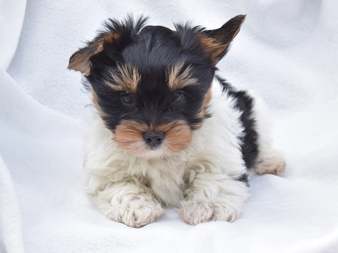Biewer Yorkie puppy for sale