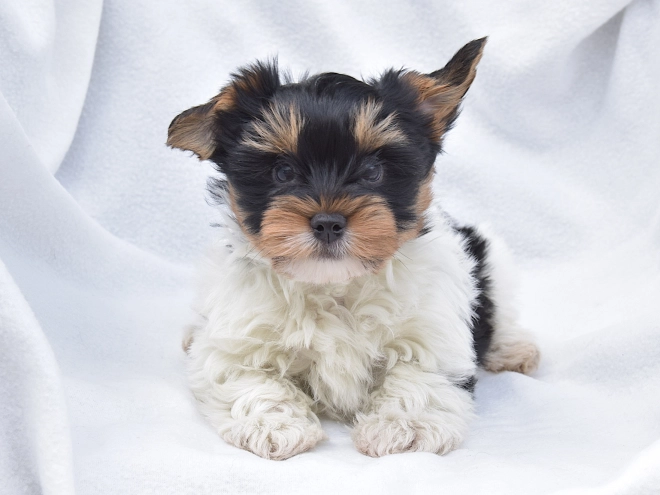 Biewer Yorkie puppy for sale