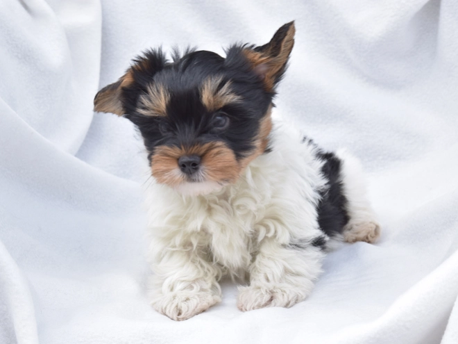 Biewer Yorkie puppy for sale