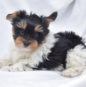 Biewer Yorkie puppy for sale