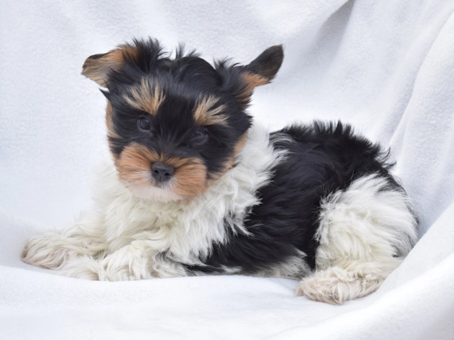 Biewer Yorkie puppy for sale