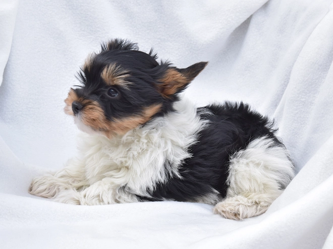 Biewer Yorkie puppy for sale