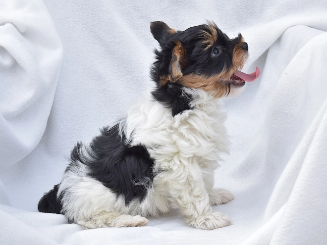 Biewer Yorkie puppy for sale