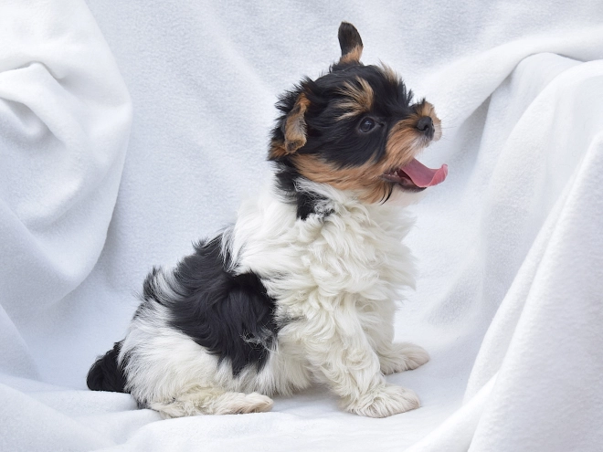 Biewer Yorkie puppy for sale