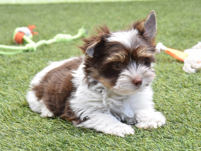Perros Biewer Yorkie en venta