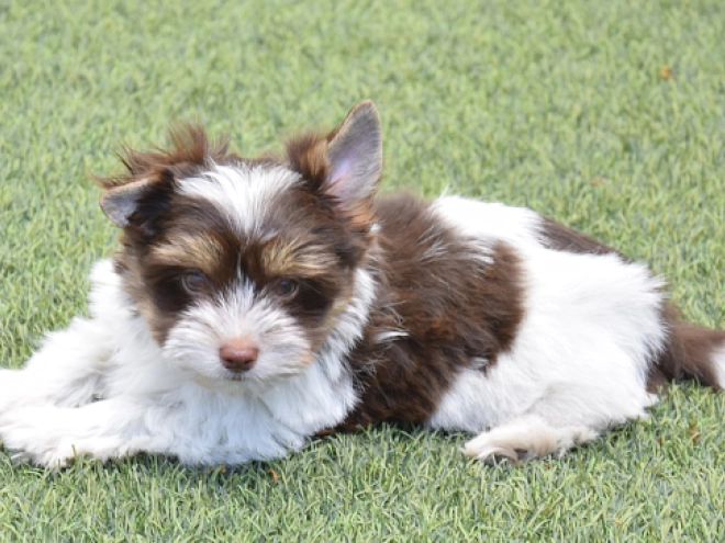 Perros Biewer Yorkie en venta
