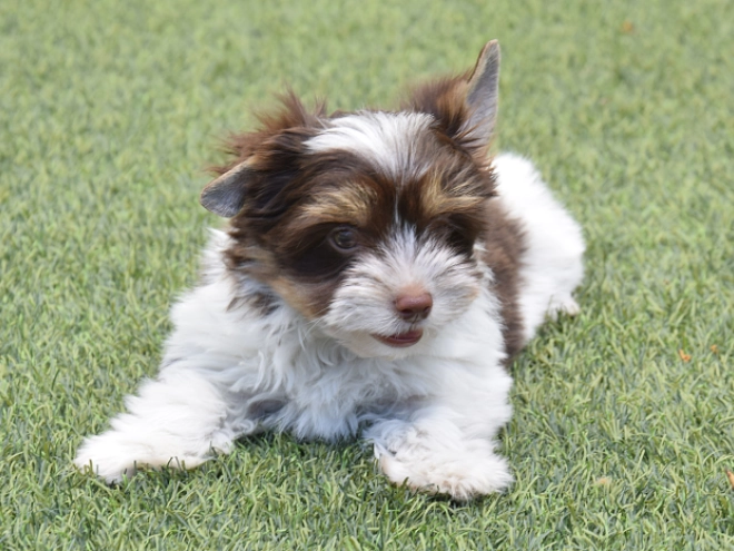 Perros Biewer Yorkie en venta