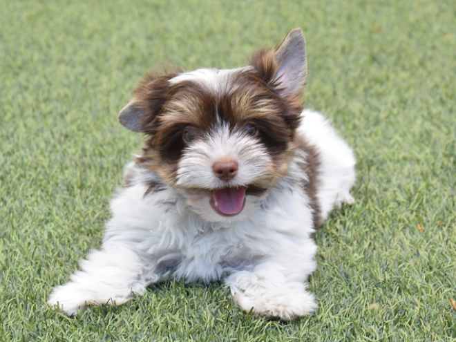 Perros Biewer Yorkie en venta