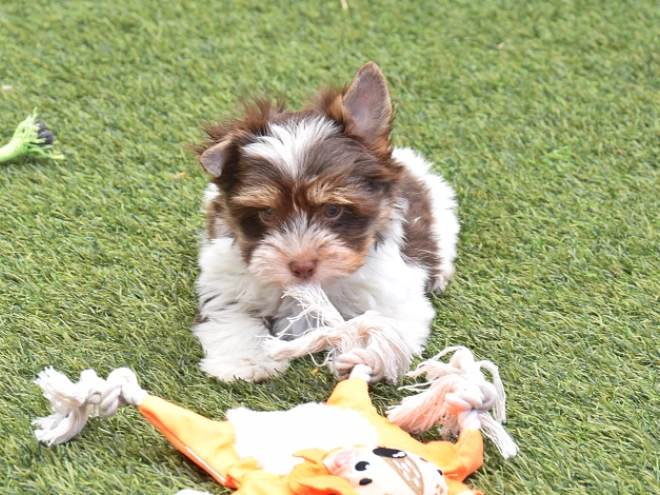 Perros Biewer Yorkie en venta