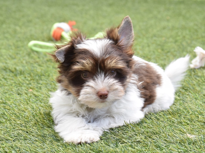 Perros Biewer Yorkie en venta