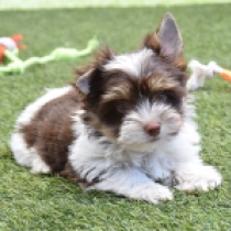 Oreo, biro Biewer Yorkie for sale
