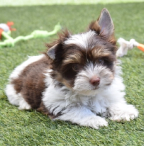 Biewer Terrier Welpe kaufen