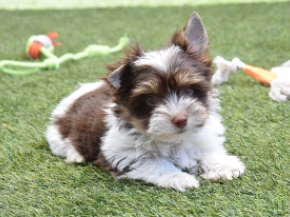 Biewer Terrier Welpe kaufen
