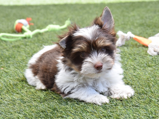 Perros Biewer Yorkie en venta