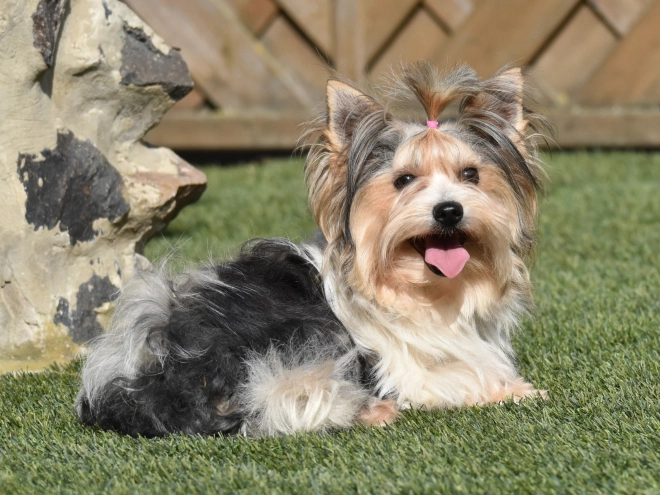 Perros Biewer Yorkie en venta