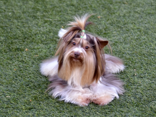 Biewer Terrier Welpe kaufen