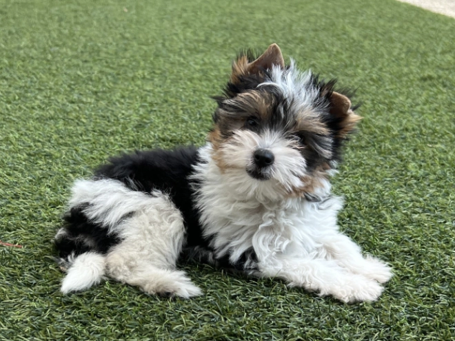 Biewer Terrier Welpe kaufen