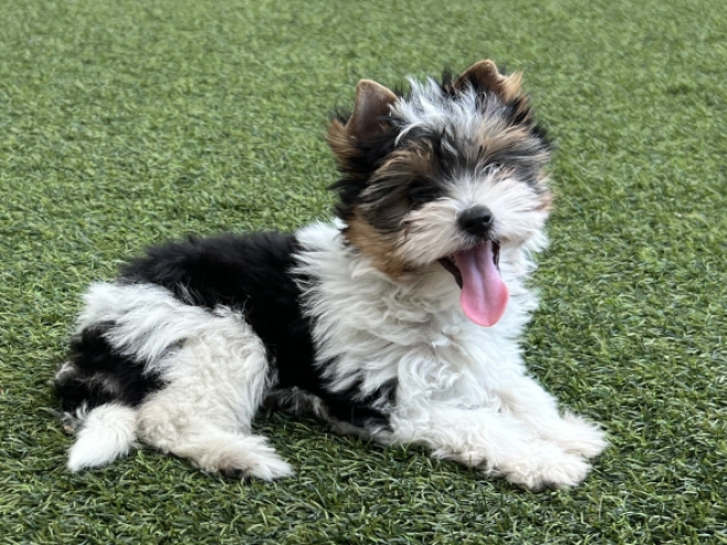 Biewer Terrier Welpe kaufen