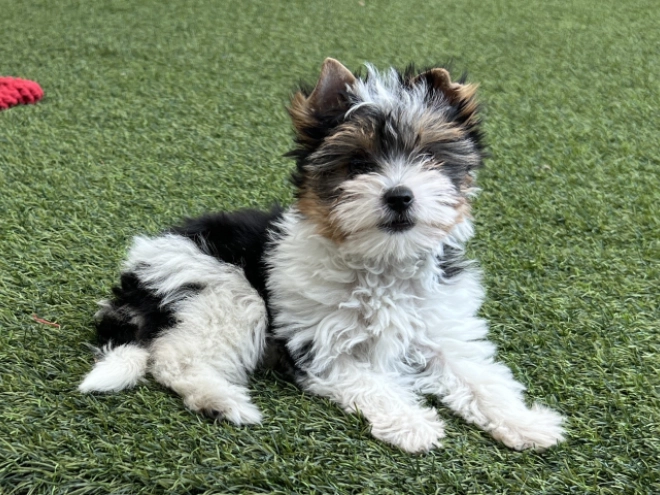 Biewer Terrier Welpe kaufen