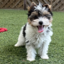 Prada, tricolor Biewer Yorkie for sale