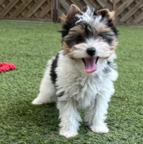 Prada, tricolor Biewer Yorkie for sale