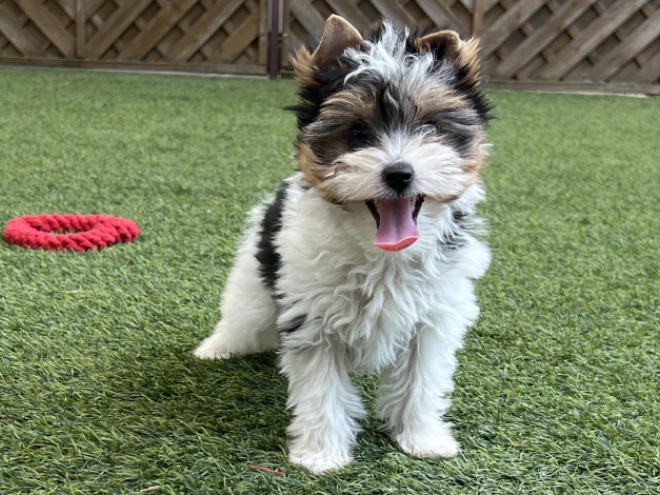 Biewer Terrier Welpe kaufen