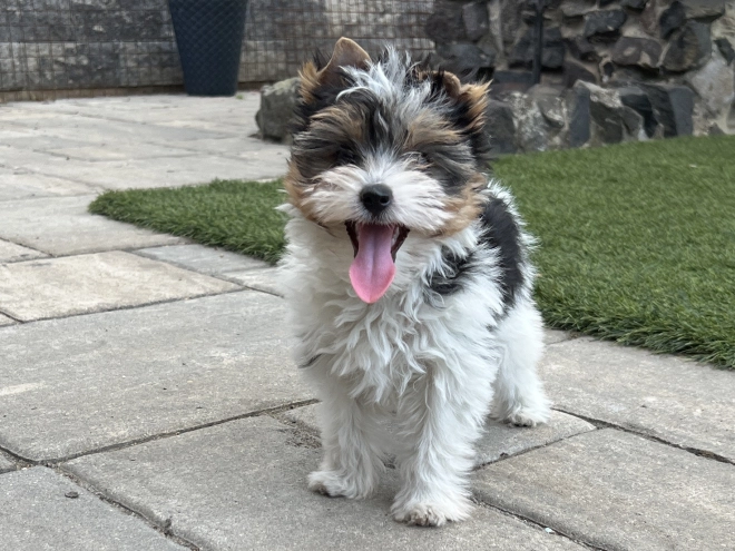 Biewer Terrier Welpe kaufen