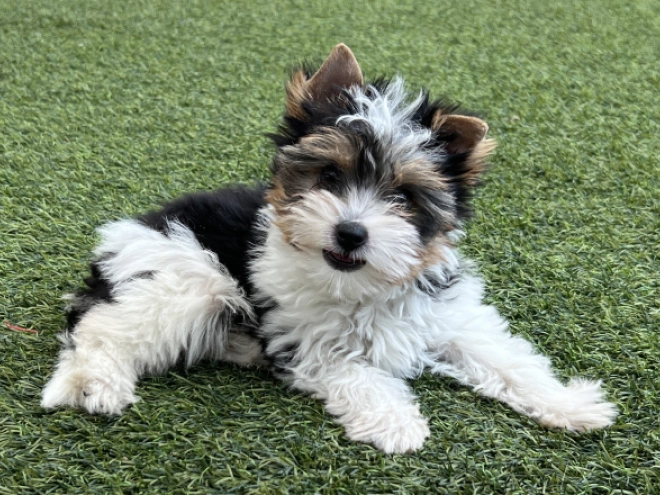 Biewer Terrier Welpe kaufen