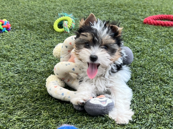Biewer Terrier Welpe kaufen