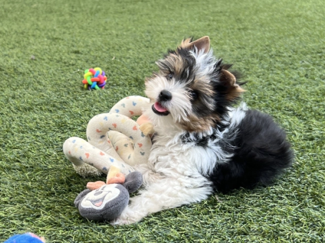 Biewer Terrier Welpe kaufen