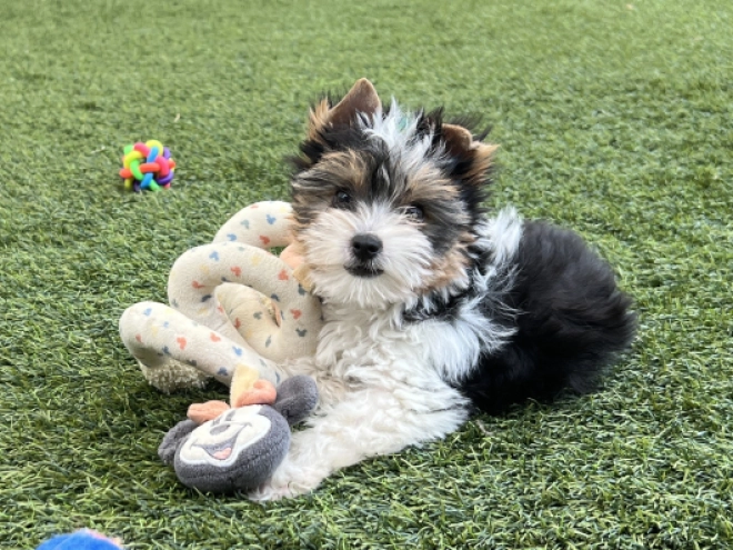 Biewer Terrier Welpe kaufen