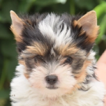 Prada, tricolor Biewer Yorkie for sale