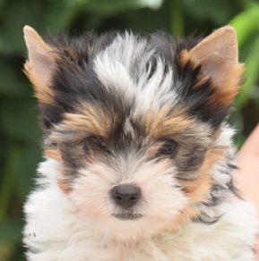 Prada, tricolor Biewer Yorkie for sale