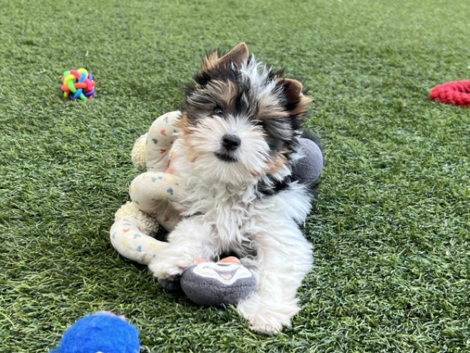 Biewer Terrier Welpe kaufen
