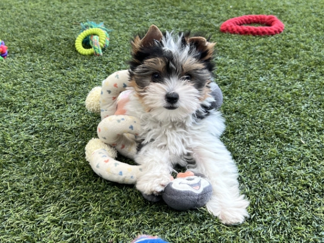 Biewer Terrier Welpe kaufen