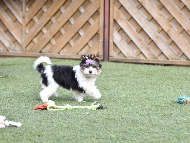 Biewer Terrier Welpe kaufen
