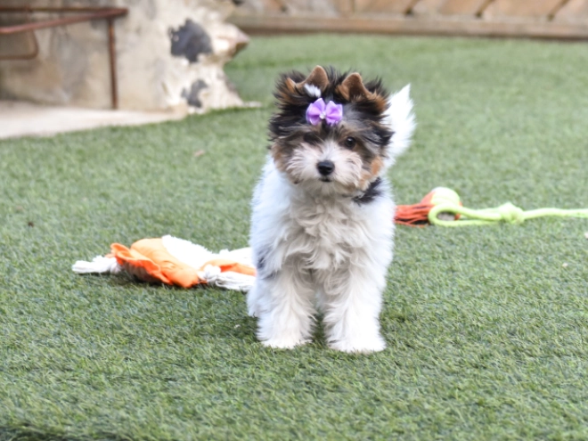 Biewer Terrier Welpe kaufen
