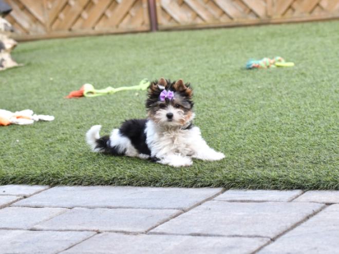 Biewer Terrier Welpe kaufen