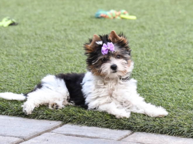 Biewer Terrier Welpe kaufen