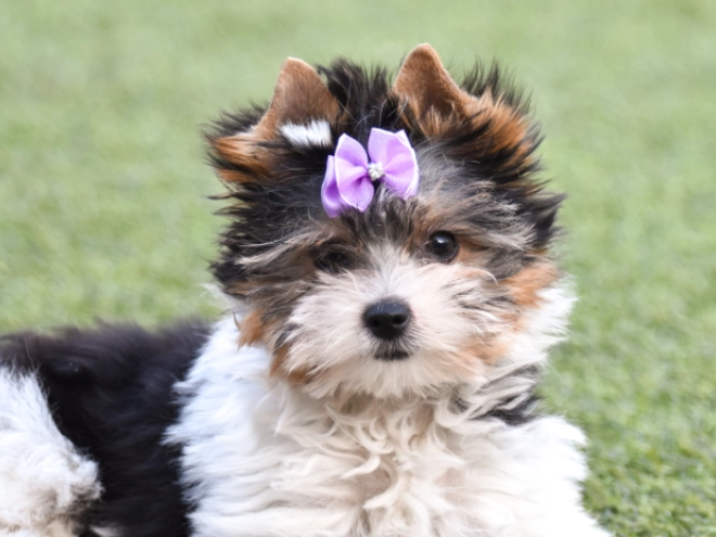 Biewer Terrier Welpe kaufen