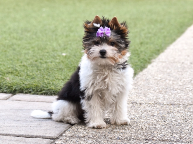 Biewer Terrier Welpe kaufen