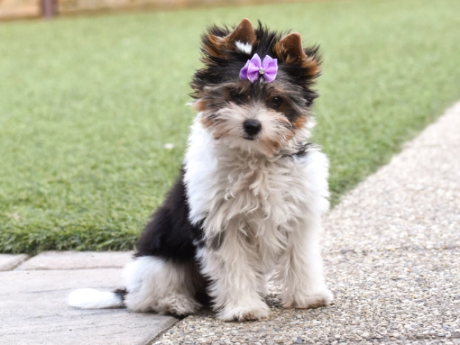 Biewer Terrier Welpe kaufen