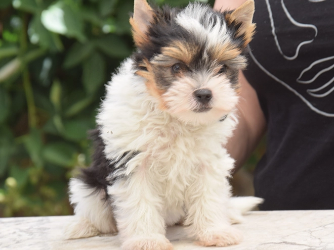 Biewer Terrier Welpe kaufen