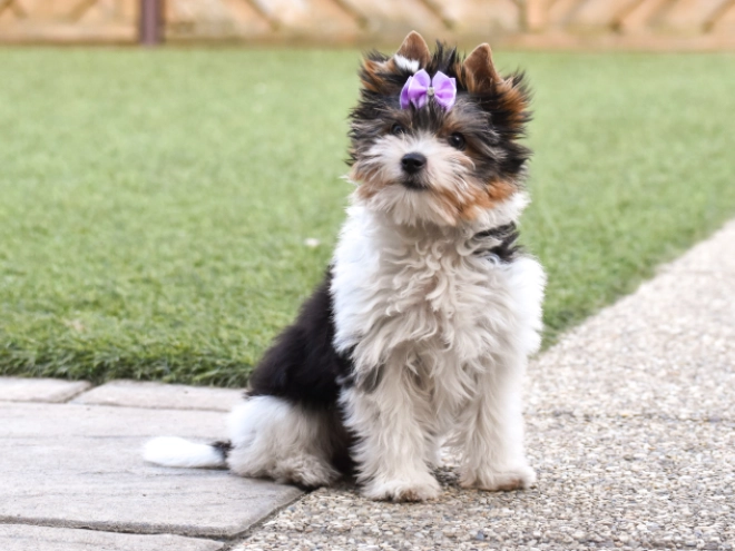 Biewer Terrier Welpe kaufen