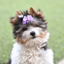 Prada, tricolor Biewer Terrier Welpen kaufen