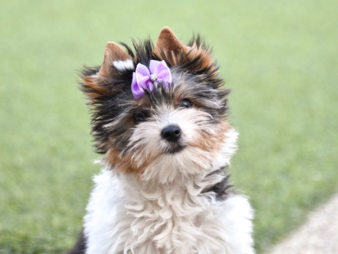 Biewer Terrier Welpe kaufen
