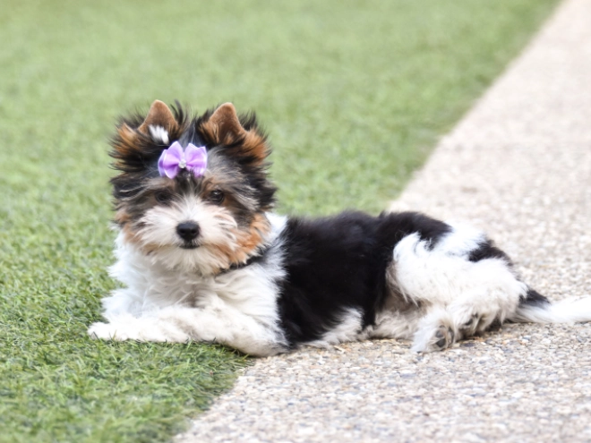 Biewer Terrier Welpe kaufen