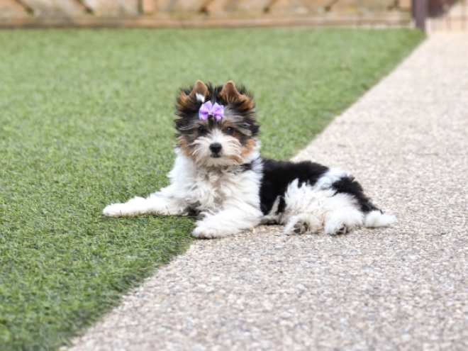 Biewer Terrier Welpe kaufen