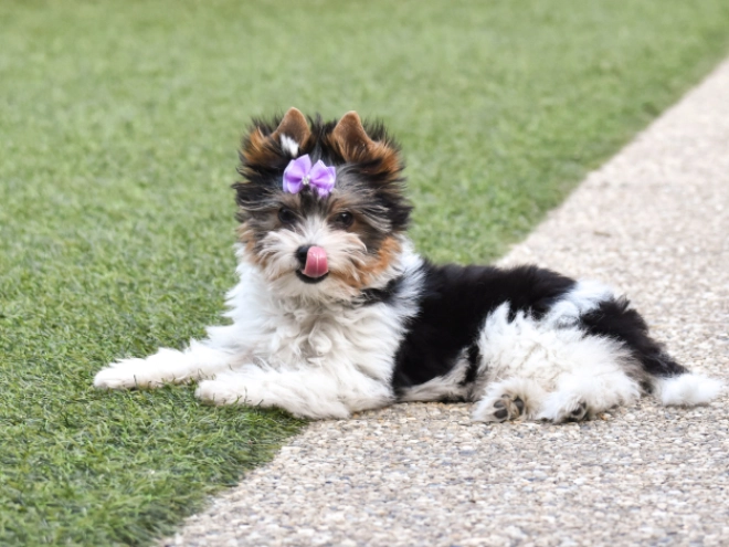 Biewer Terrier Welpe kaufen