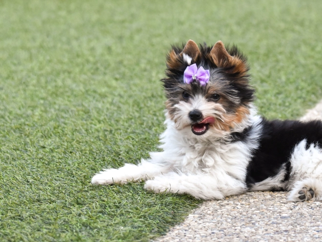 Biewer Terrier Welpe kaufen